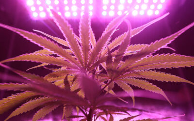 Cannabis Financing in New York and New Jersey